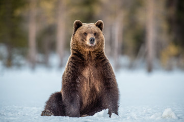 Obraz premium Wild adult Brown bear sitting in the snow in winter forest. Scientific name: Ursus arctos. Natural habitat. Winter season