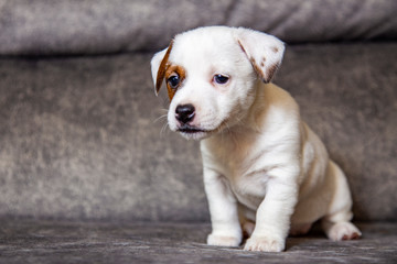The puppy of breed Jack Russell Terrier