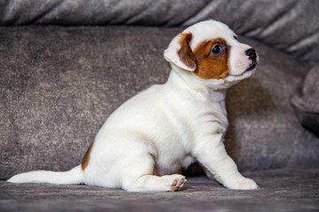 The puppy of breed Jack Russell Terrier