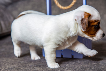 Naklejka na ściany i meble The puppy of breed Jack Russell Terrier