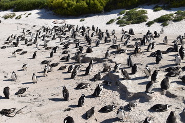 flock of Pinguin on the lake