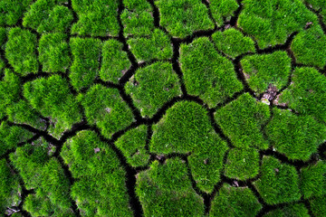 Green grass grow on cracked soil background texture. Element of design