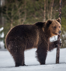 Wild adult Brown bear in the snow in winter forest. Adult Big Brown Bear Male. Scientific name:...