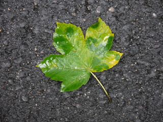 Das Blatt im Herbst
