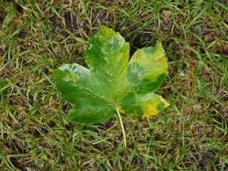 Das Blatt im Herbst