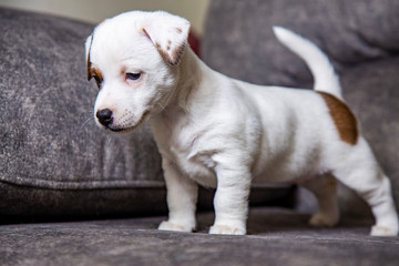 The puppy of breed Jack Russell Terrier