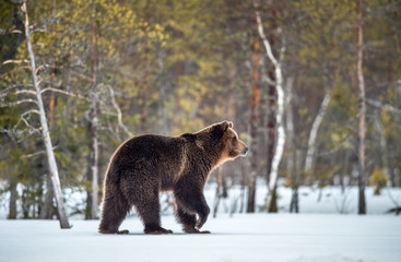 Wild adult Brown bear walking in the snow in winter forest. Adult Big Brown Bear Male. Scientific...