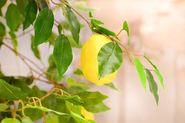 beautiful yellow lemons in a wicker basket. selective focus. close up