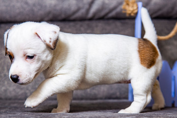 Fototapeta premium The puppy of breed Jack Russell Terrier