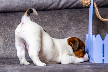 The puppy of breed Jack Russell Terrier
