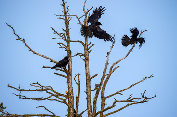 Silhouettes of Ravens on the tree. Blue sky background.