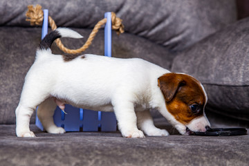 The puppy of breed Jack Russell Terrier