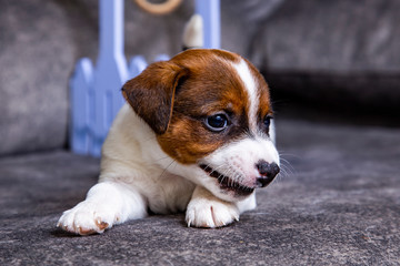 The puppy of breed Jack Russell Terrier