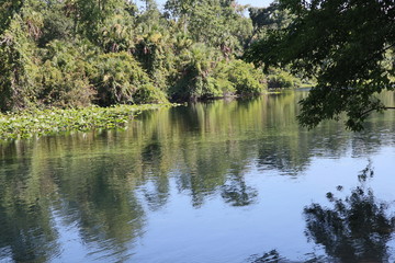 Florida Springs Landscape with water