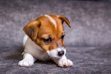 The puppy of breed Jack Russell Terrier