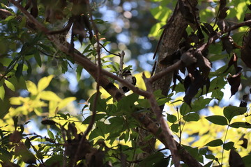 Bird on Tree Branch