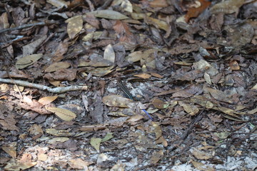 Dried leaves