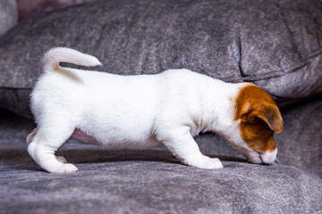 The puppy of breed Jack Russell Terrier
