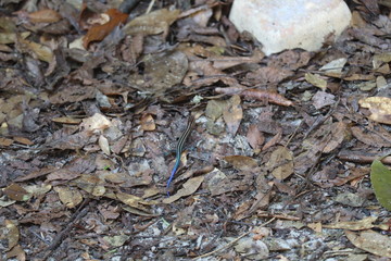 Blue Salamander on Leaves