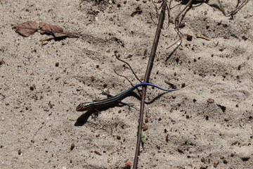 Blue Salamander in the Sand