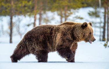 Wild adult Brown bear walking in the snow in winter forest. Adult Big Brown Bear Male. Scientific...