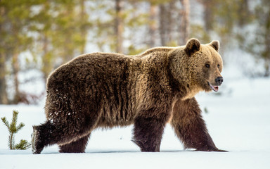 Wild adult Brown bear walking in the snow in winter forest. Adult Big Brown Bear Male. Scientific...