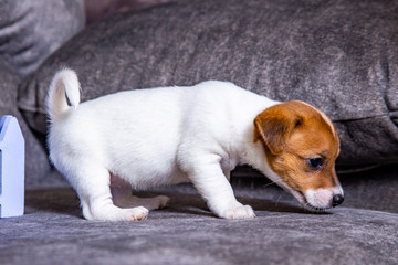 The puppy of breed Jack Russell Terrier