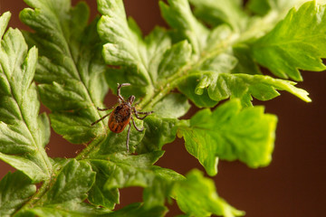 Female of the tick sitting on a leaf, brown background. A common European parasite attacking also humans.