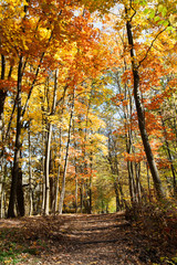 Beautiful orange-yellow autumn forest with maples, lindens. Clear sunny day