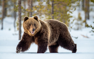 Wild adult Brown bear walking in the snow in winter forest. Adult Big Brown Bear Male. Scientific...