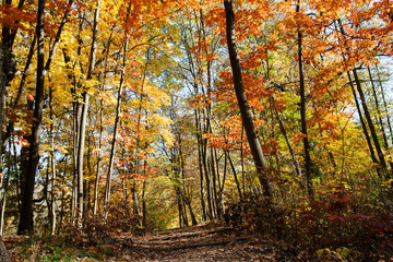 Obraz premium Beautiful orange-yellow autumn forest with maples, lindens. Clear sunny day