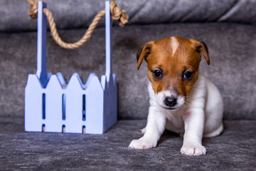 The puppy of breed Jack Russell Terrier