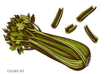 Obraz na płótnie Canvas Vector set of hand drawn colored celery