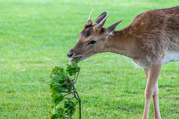 Fallow deer (dama dama) eating fallen tree branches