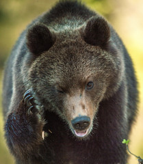 The bear holds a paw to his ear, as if talking on the phone