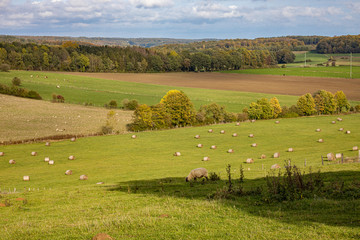 Fototapeta premium Champs et prairie mouton