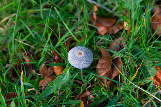 A Pleated Inkcap or Parasola Plicatilis mushroom