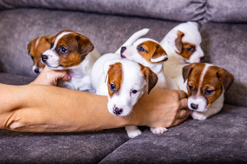 The puppy of breed Jack Russell Terrier