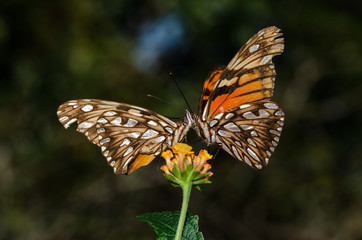 Courtship of Dione Juno. The butterflys are getting closer to touch his faces befor to copulate.