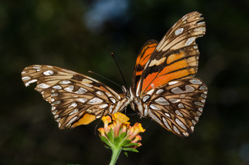 Courtship of Dione Juno. The butterflys are getting closer to touch his faces befor to copulate.