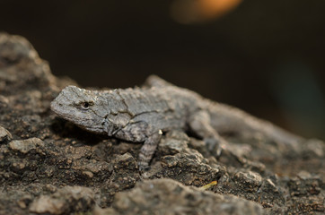 Urusaurus bicarinatus is a rare scamous reptile of Mexico