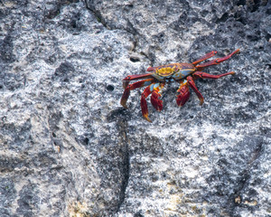 Sally Lightfoot crab (endemic)