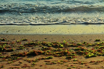 seaweed on the shore