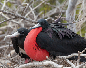 Magnificant Frigatebird (male and female)
