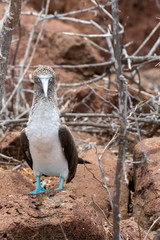 Blue-footed booby