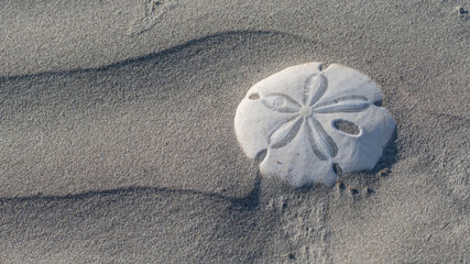 Fototapeta na wymiar Sand dollar (Dendraster excentricus) shell (endoskeleton) on Sand Dollar Beach, Magdalena Island in Baja California, Mexico.