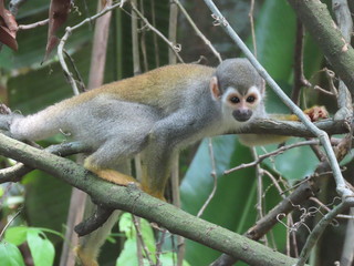 Monkey