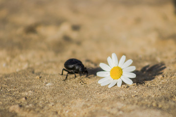 Beetle and flower