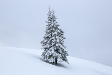 Tree covered with white snow stands on the lawn. Winter scenery. Mountain landscapes. Location the Carpathian Mountains, Ukraine, Europe.