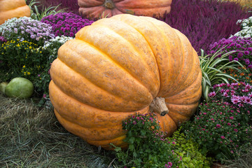 Pumpkin of huge size varieties Atlantic giant on the background of flowers of yellow leaves, hay. Food, vegetables, agriculture, healthy foods.